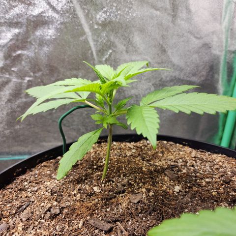 Mango Mrrr  #2 growlog timeline photo