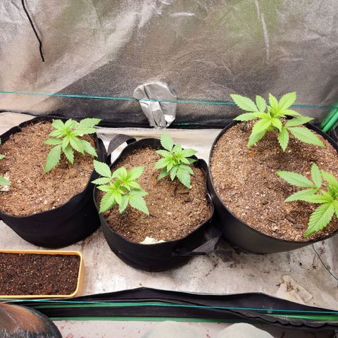 Gorilla Glue #1 growlog timeline photo