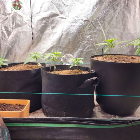 Gorilla Glue #1 growlog timeline photo