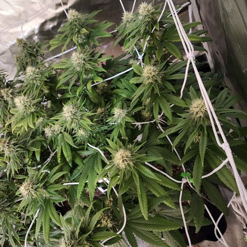 The Magus growlog timeline photo