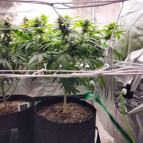 The Magus growlog timeline photo