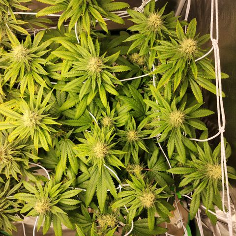 The Magus growlog timeline photo