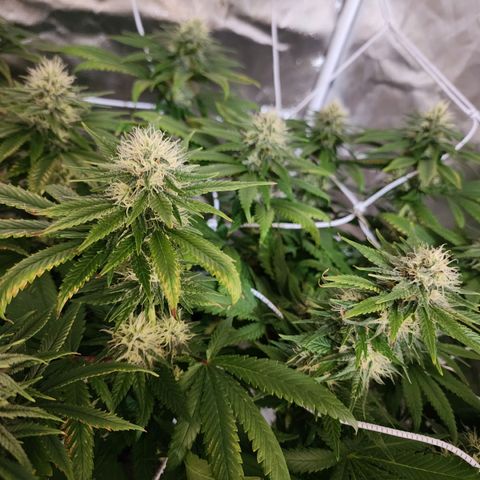 The Magus growlog timeline photo