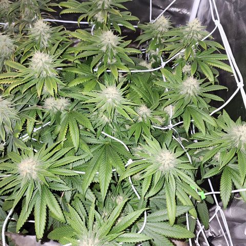 The Magus growlog timeline photo