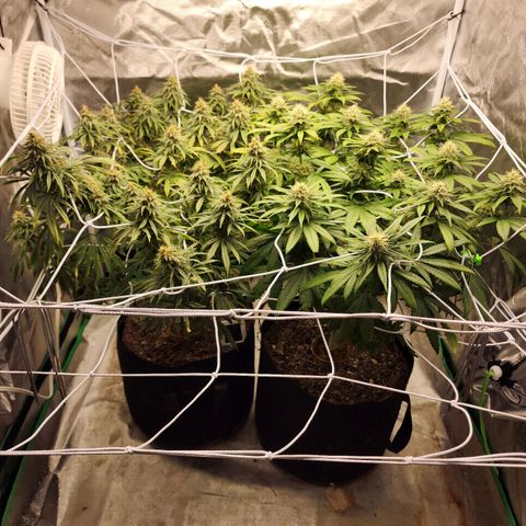 The Magus growlog timeline photo