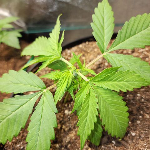 Mango Mrrr  #2 growlog timeline photo
