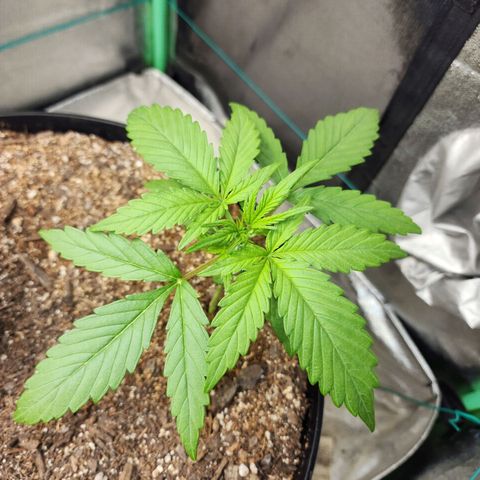 Mango Mrrr  #1 growlog timeline photo