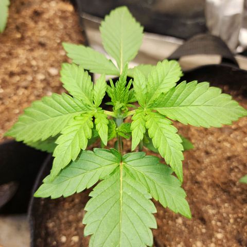 Gorilla Glue #1 growlog timeline photo