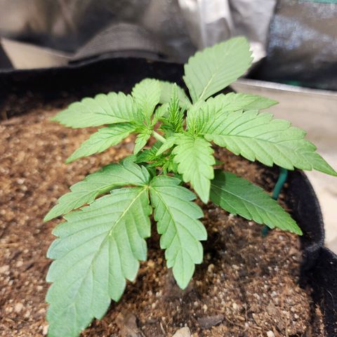 Gorilla Glue #2 growlog timeline photo