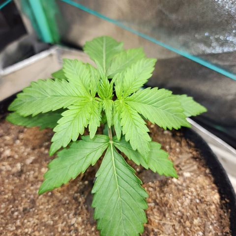 Methane #1 growlog timeline photo