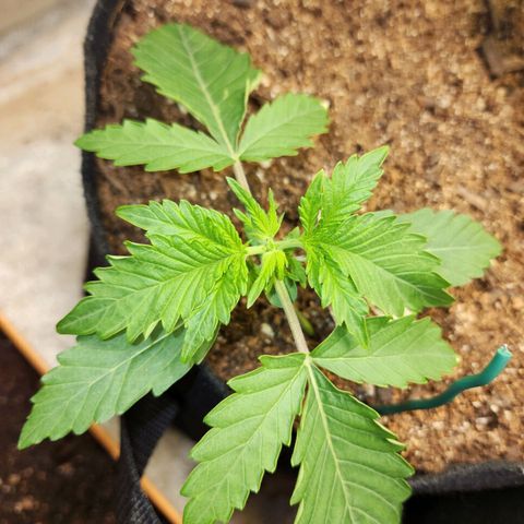 Methane #2 growlog timeline photo