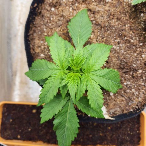 Methane #1 growlog timeline photo