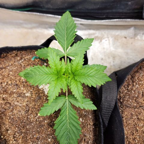 Methane #2 growlog timeline photo