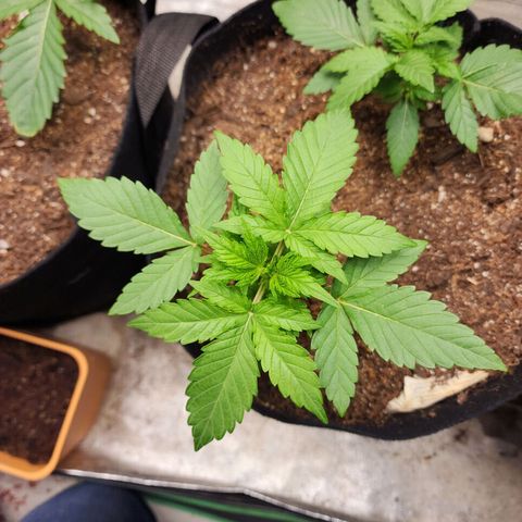 Gorilla Glue #1 growlog timeline photo