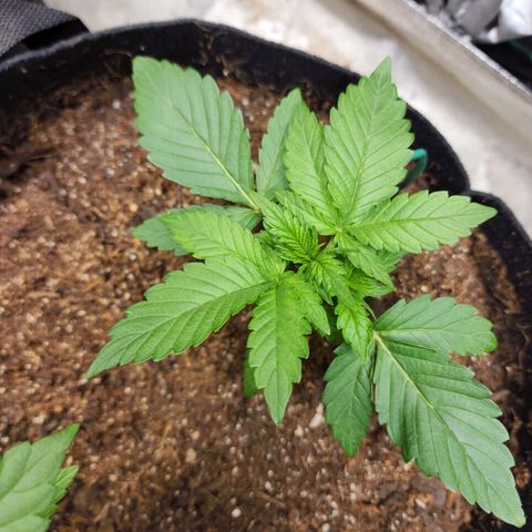 Gorilla Glue #2 growlog timeline photo
