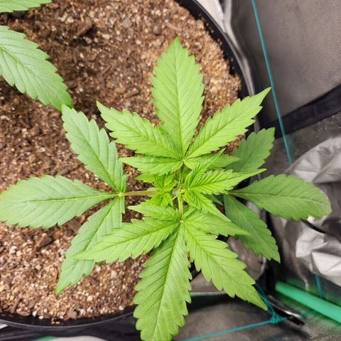Mango Mrrr  #2 growlog timeline photo