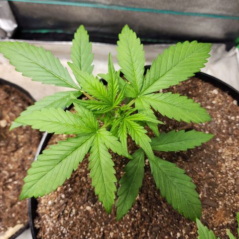 Mango Mrrr  #1 growlog timeline photo