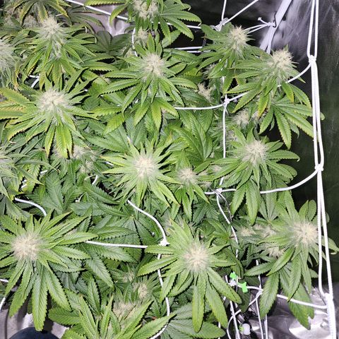 The Magus growlog timeline photo