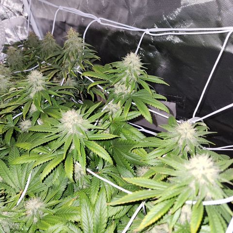 The Magus growlog timeline photo