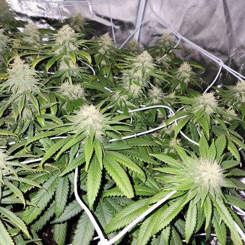 The Magus growlog timeline photo
