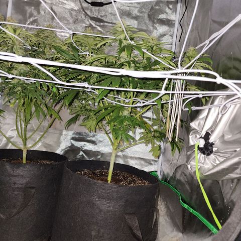 The Magus growlog timeline photo