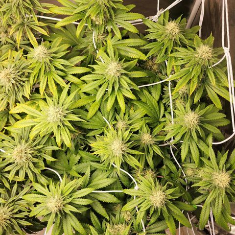 The Magus growlog timeline photo