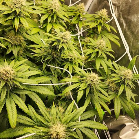 The Magus growlog timeline photo