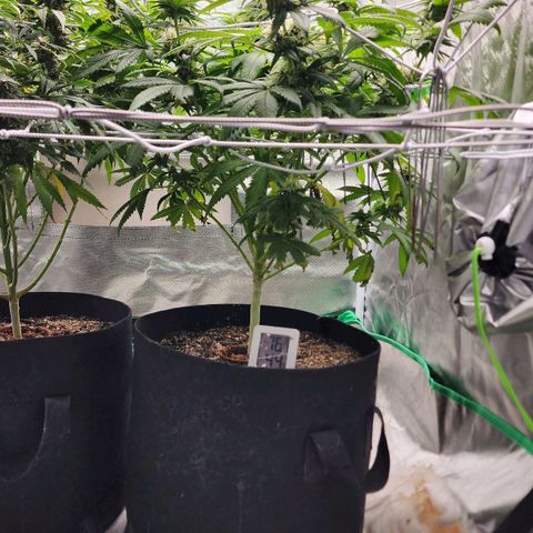 The Magus growlog timeline photo