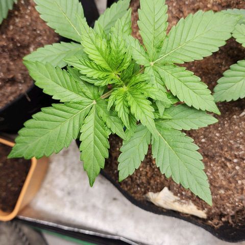 Gorilla Glue #1 growlog timeline photo