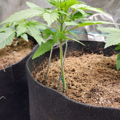 Gorilla Glue #1 growlog timeline photo