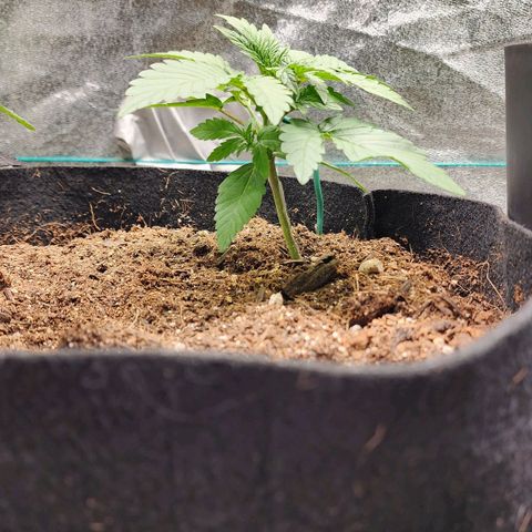 Gorilla Glue #2 growlog timeline photo