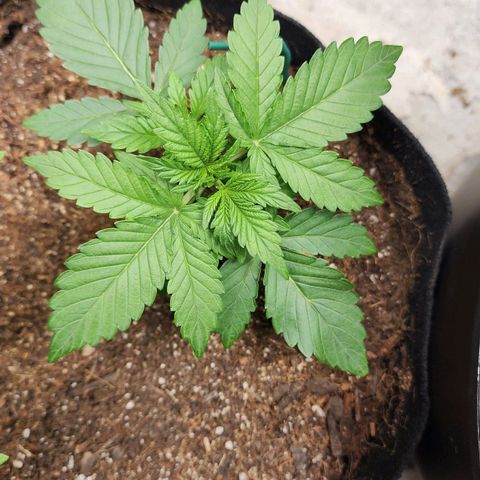 Gorilla Glue #2 growlog timeline photo