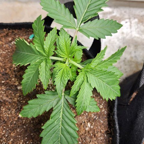 Methane #2 growlog photo: Thinking either burn or in need of water. Will see how she looks tomorrow.