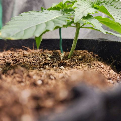 Methane #2 growlog timeline photo