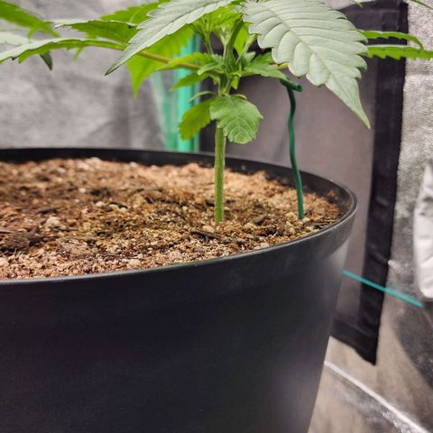 Mango Mrrr  #2 growlog timeline photo