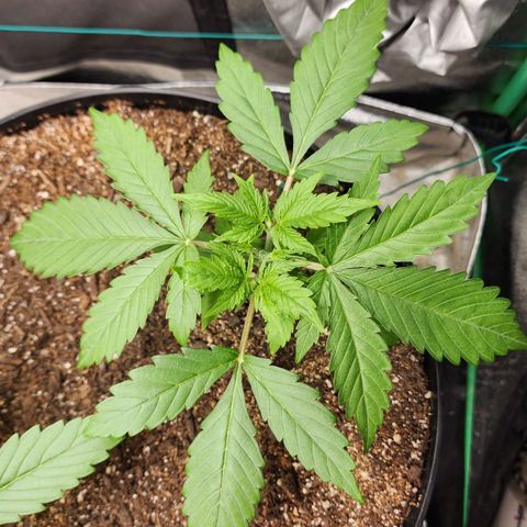 Mango Mrrr  #2 growlog timeline photo