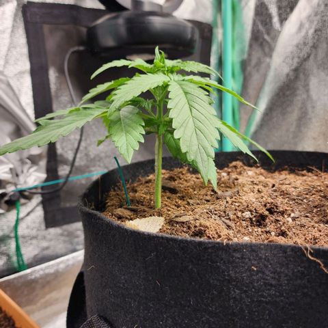 Methane #1 growlog timeline photo