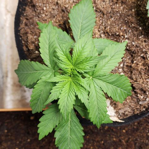 Methane #1 growlog timeline photo