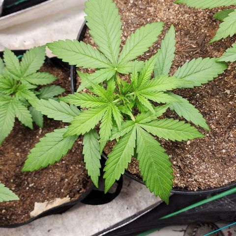 Mango Mrrr  #1 growlog timeline photo