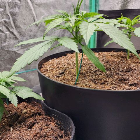 Mango Mrrr  #1 growlog timeline photo