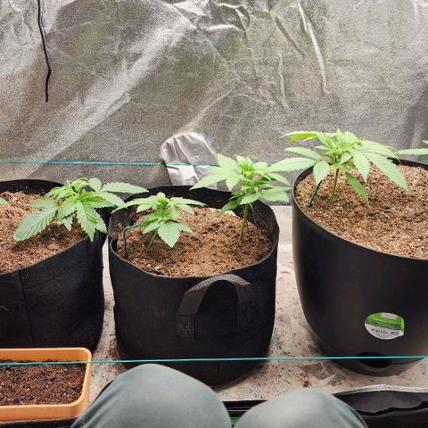 Gorilla Glue #1 growlog timeline photo