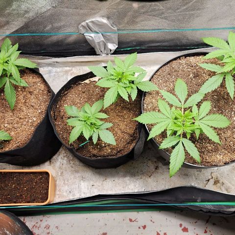 Gorilla Glue #1 growlog timeline photo