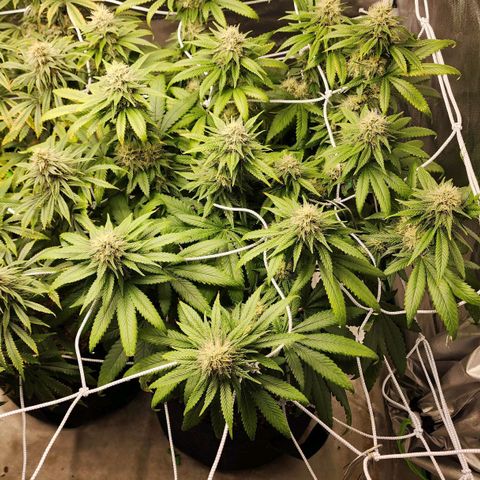 The Magus growlog timeline photo