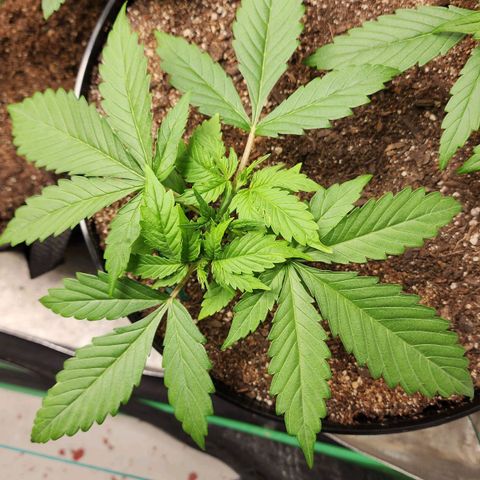 Mango Mrrr  #2 growlog timeline photo