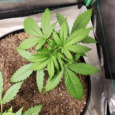 Mango Mrrr  #1 growlog timeline photo
