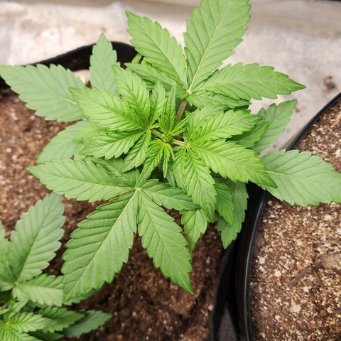 Gorilla Glue #1 growlog timeline photo