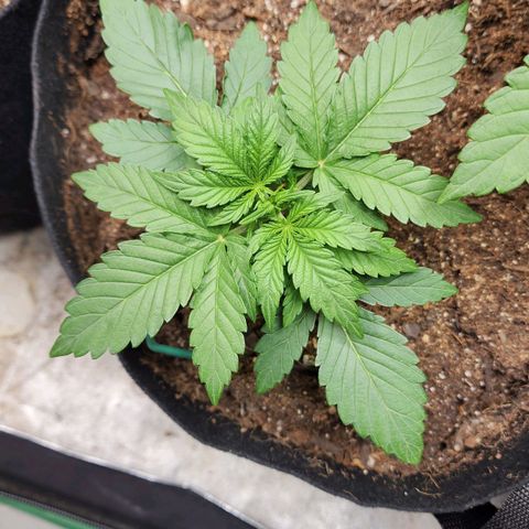 Gorilla Glue #2 growlog timeline photo