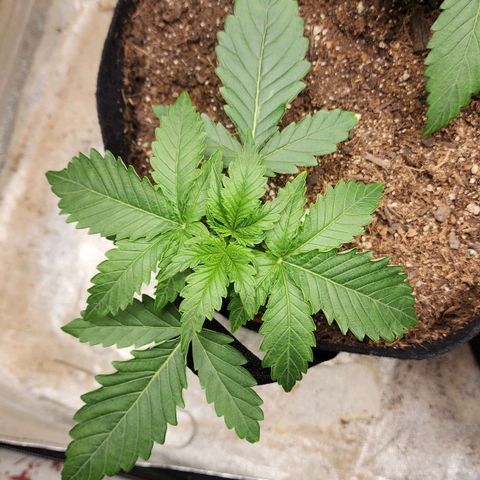 Methane #2 growlog timeline photo