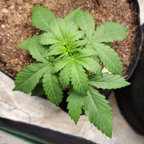 Methane #1 growlog timeline photo