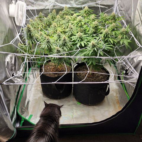 The Magus growlog timeline photo